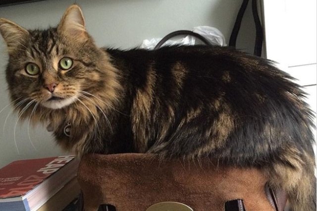 cat on a purse