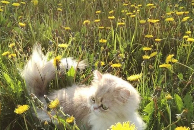cat in field of flowers