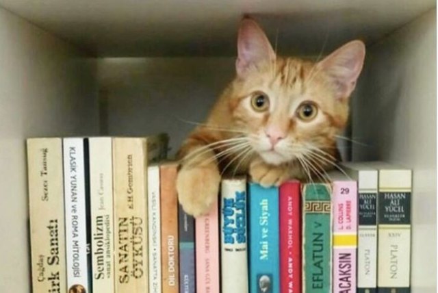 cat among books on shelf