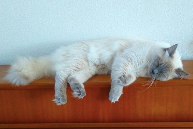 cat sleeping on a shelf