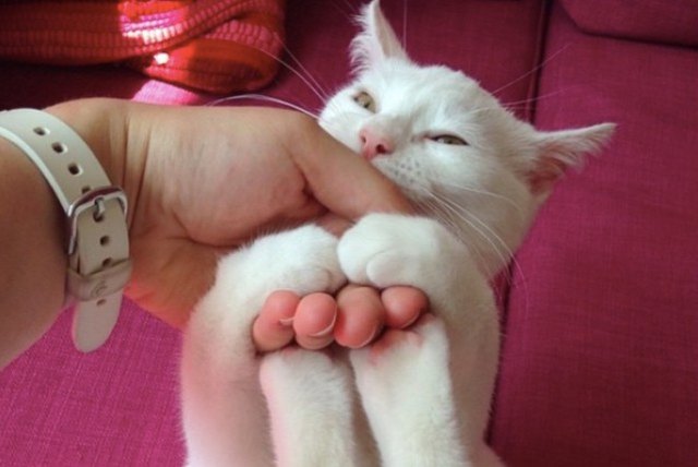 white cat with all four paws on human's hand