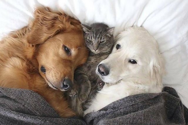 cat cuddling with two dogs in a bed