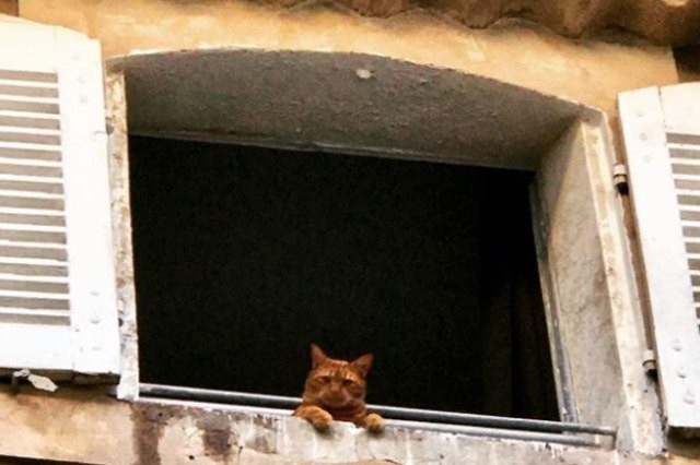 cat waiting in an open window