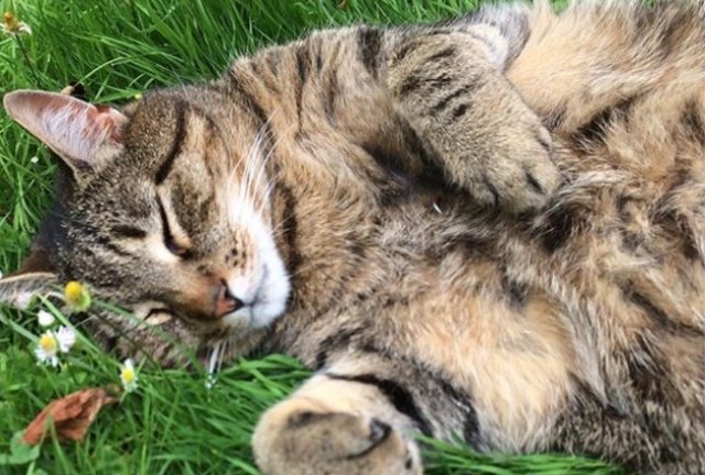 cat lying in grass