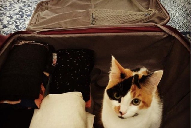 cat in suitcase