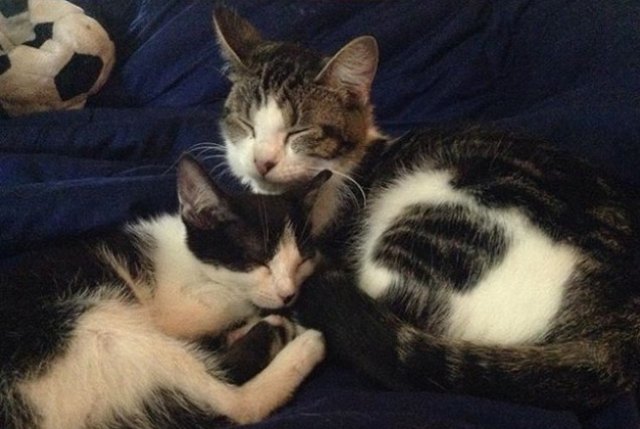 19 Photos That Prove Cats Are Actually Sweethearts | Cuteness