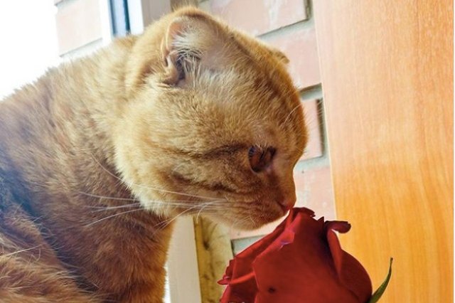 cat smelling a rose