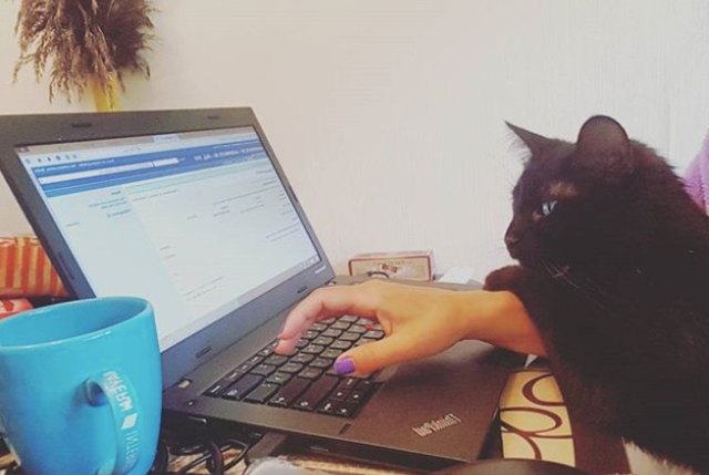 cat sitting with person at computer