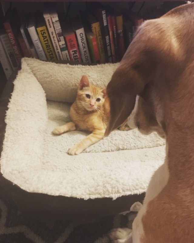 dog looking at kitten