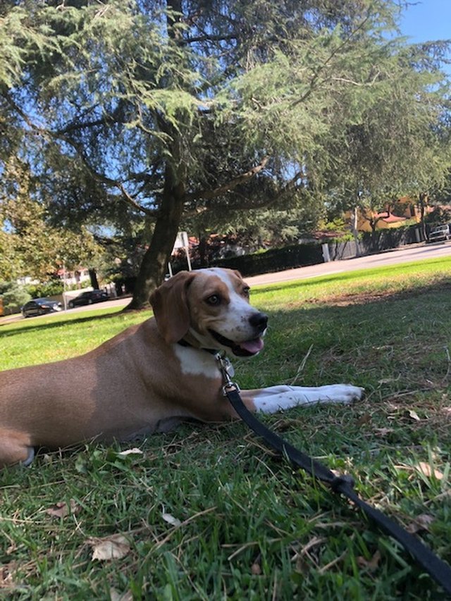 Scooter the beagle mix lying on the grass