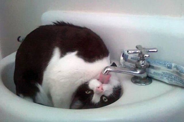 18 Weirdo Cats Drinking Out Of Things They Shouldnt Be Cuteness 5007