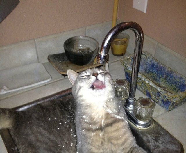 18 Weirdo Cats Drinking Out Of Things They Shouldn't Be Cuteness