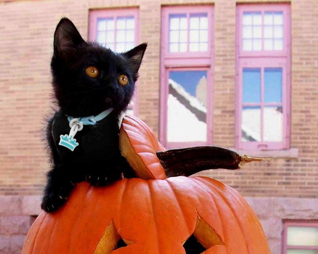 20 Black Cats That Think Every Day is Halloween | Cuteness