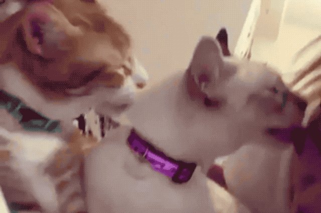 Cats grooming each other and their human