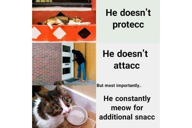 protecc, attacc cat meme