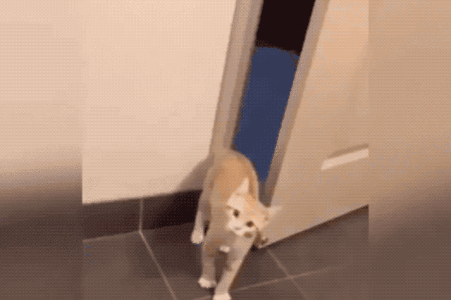 Cat closes door behind itself