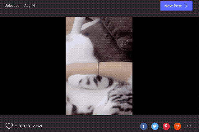 Beautiful cat paws at camera