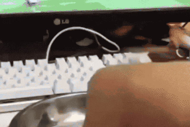 Cat too lazy to eat french fry
