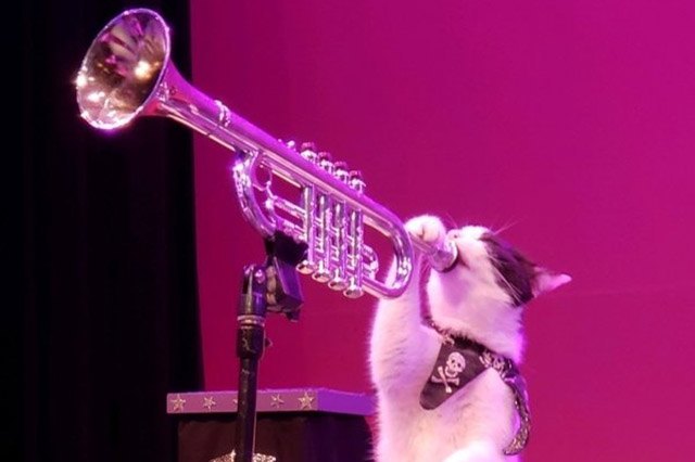 Cat appearing to play the trumpet.