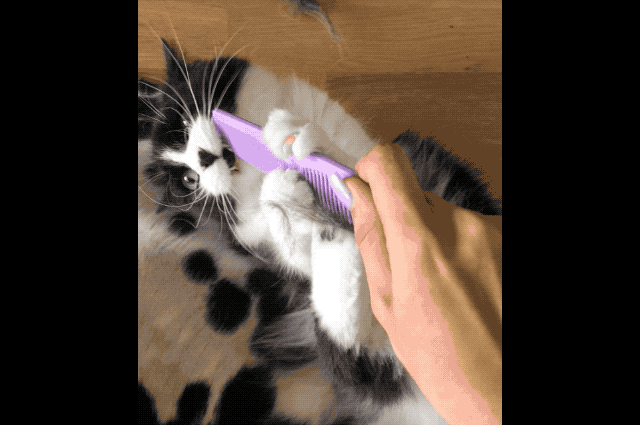 Fussy cat fights with hair brush