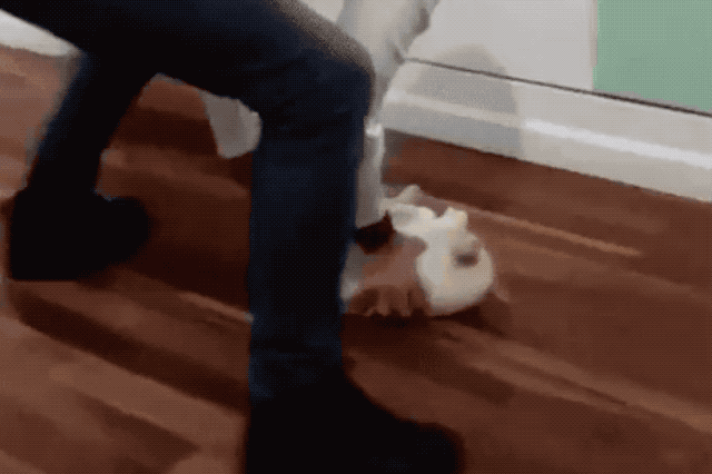 Cat loves sliding on hardwood floors