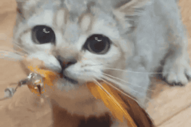 Kitten tugs on fish hook and bait