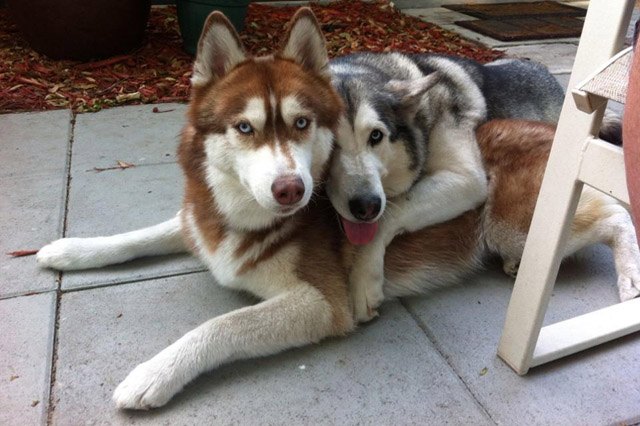 Dogs using other dogs as pillows