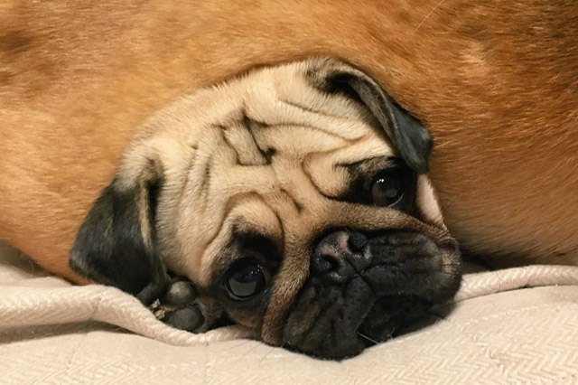 Dogs using other dogs as pillows