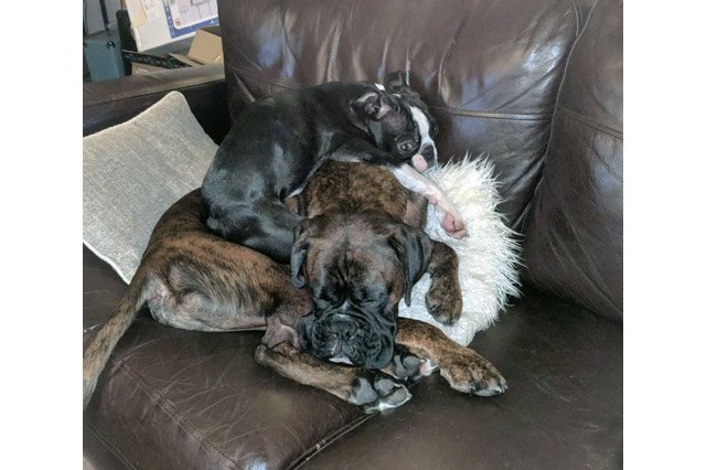 Dogs using other dogs as pillows