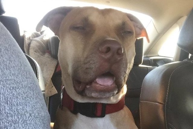 Dogs sneezing