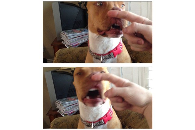 Dogs sneezing