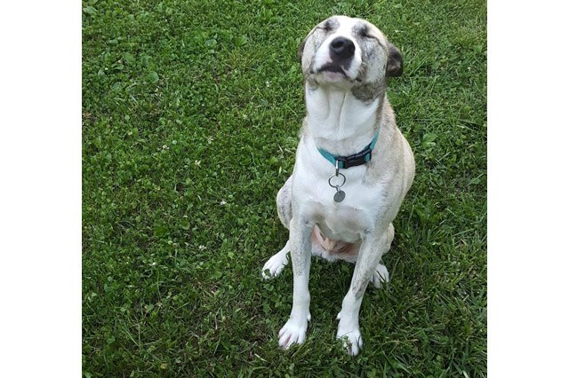 Dogs sneezing