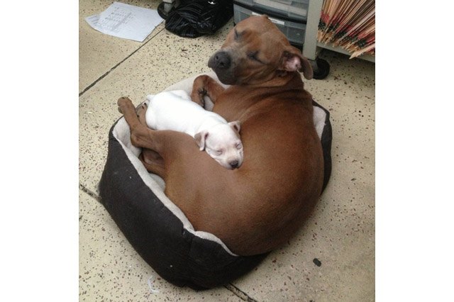 Dogs using other dogs as pillows