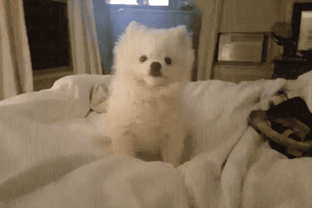 Dogs sneezing