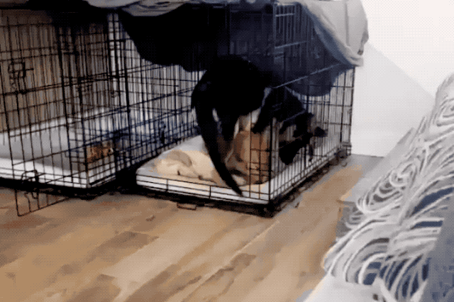 Dogs using other dogs as pillows