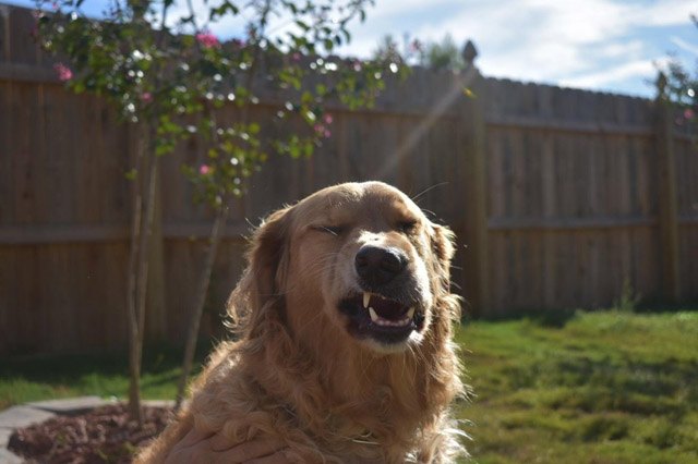 Dogs sneezing
