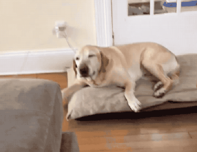 Dogs sneezing
