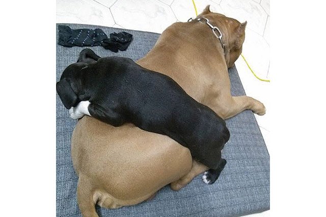 Dogs using other dogs as pillows