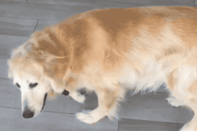Dogs sneezing