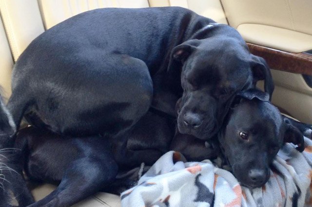 Dogs using other dogs as pillows