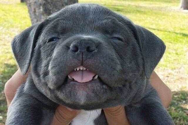 Dogs sneezing
