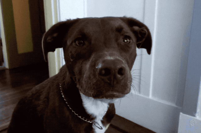Dogs sneezing