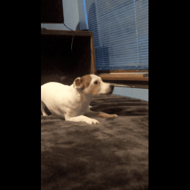 Dogs sneezing