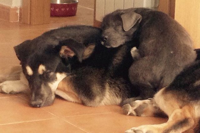 Dogs using other dogs as pillows