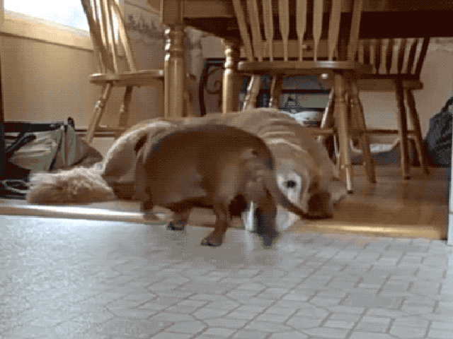 Dogs using other dogs as pillows