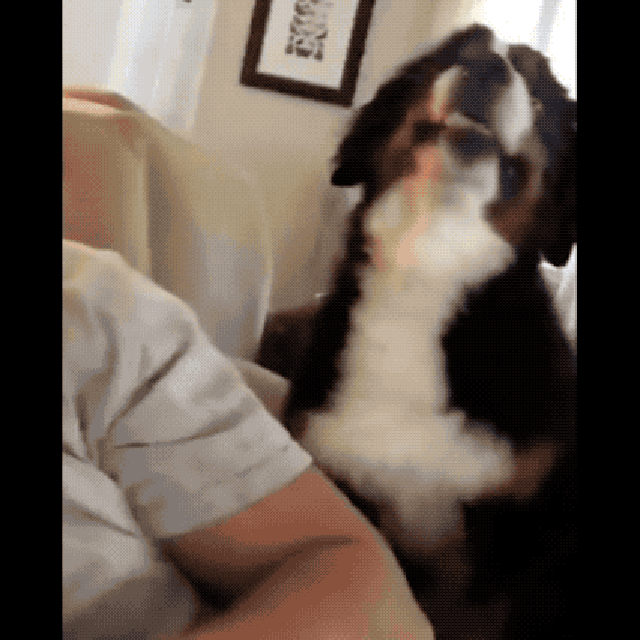 Dogs sneezing