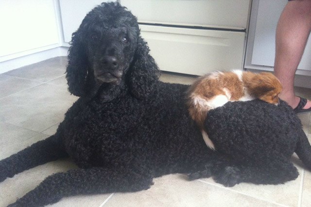 Dogs using other dogs as pillows