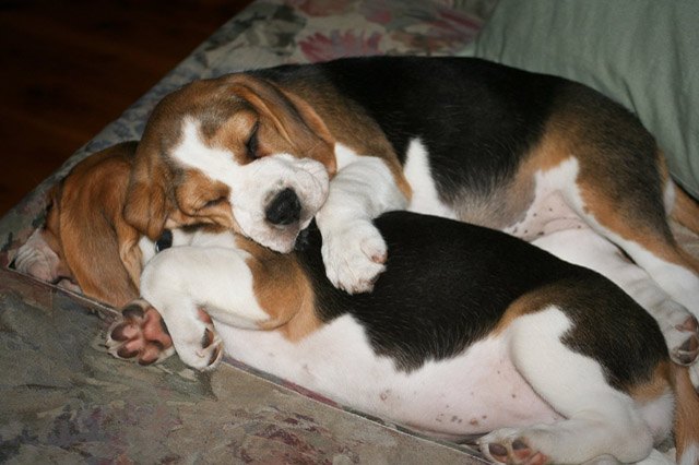 Dogs using other dogs as pillows