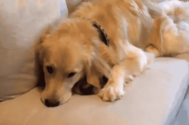 Dogs using other dogs as pillows