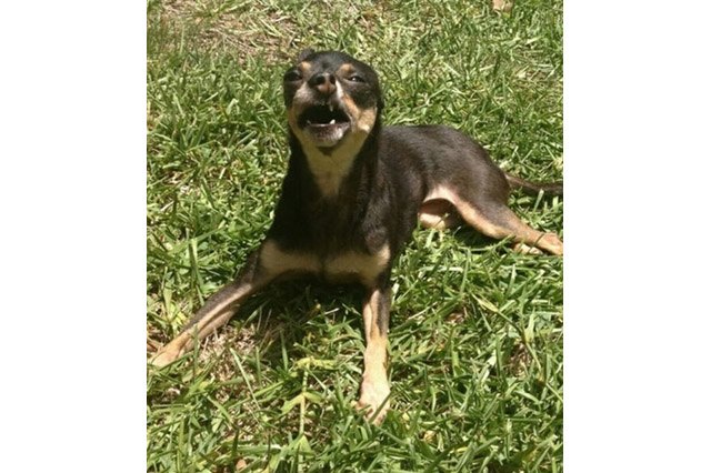 Dogs sneezing